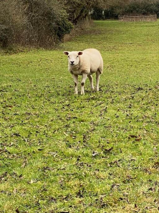 Eco-Friendly Dorset Cottage With Spa Set In Heart Of Countryside Sydling St Nicholas Esterno foto